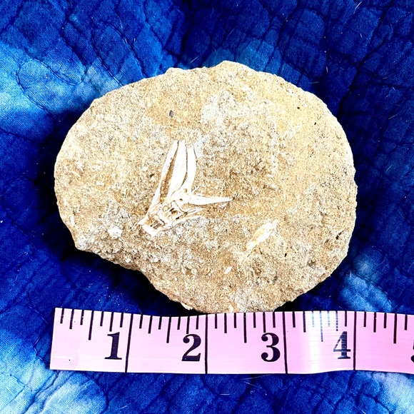Fish fossil - Picture 3 of 5